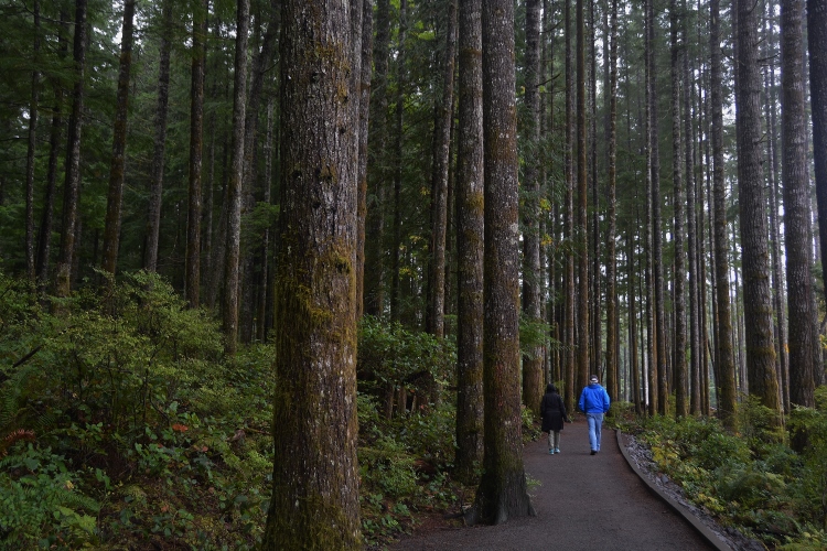 old-growth forest
